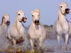Tapeta National Geographic 458.jpg